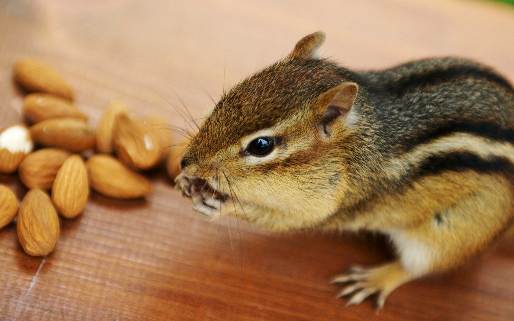 mandorle animale chipmunk rosicchiare sul tavolo roditori noci occhi