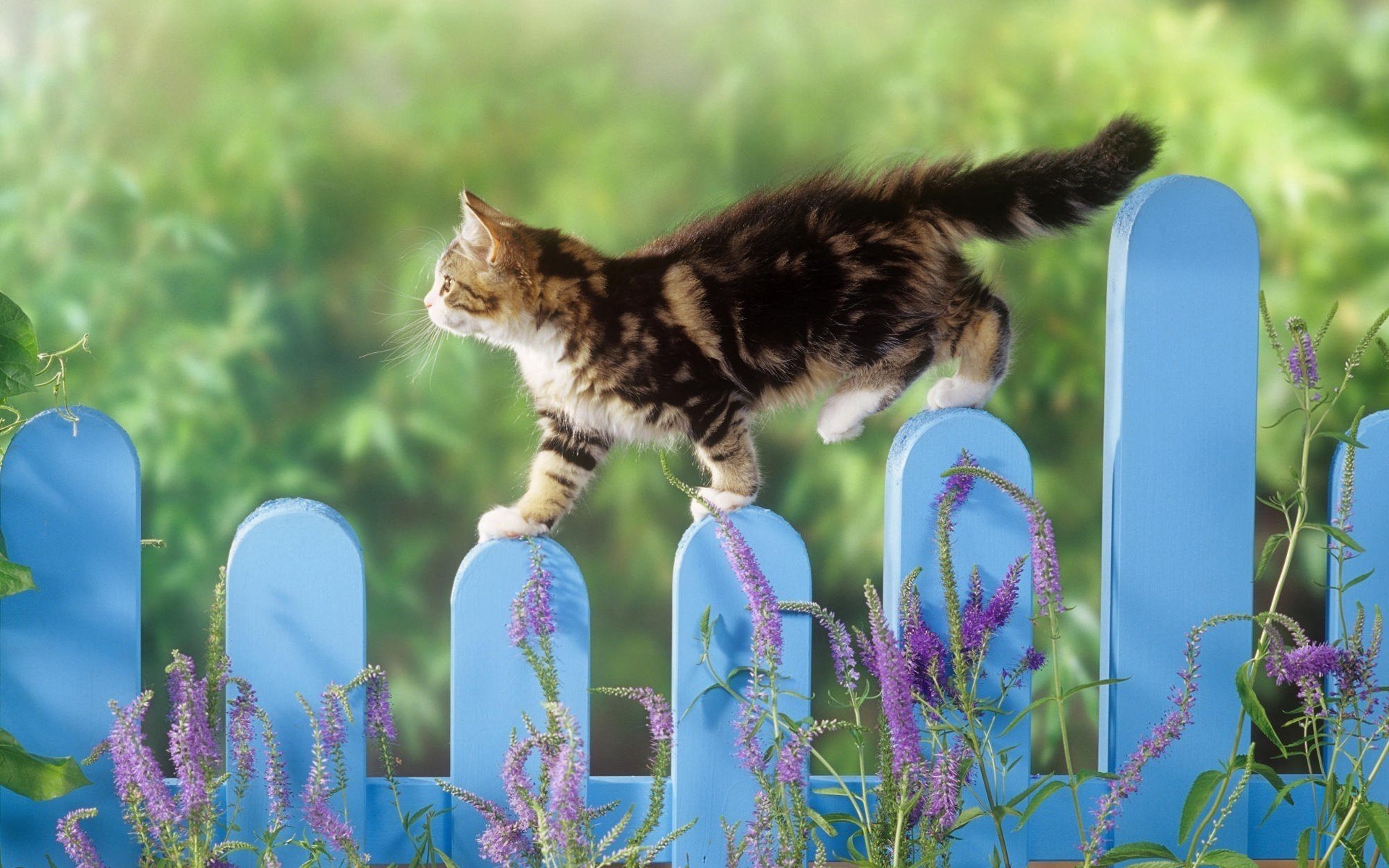 grass fence striped cat animals feline kittens kitten cat nature small cat cute