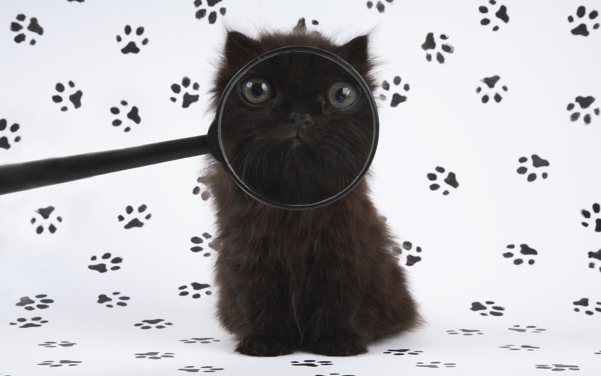 traces black kitten lens animals look cat eye