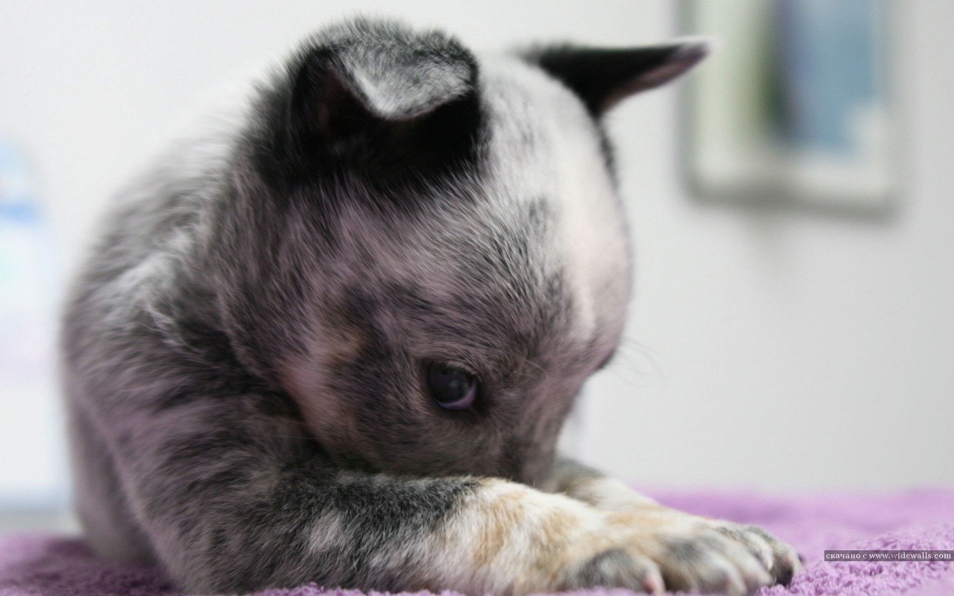 pequeña miga cachorro escondido perros cachorros mirada