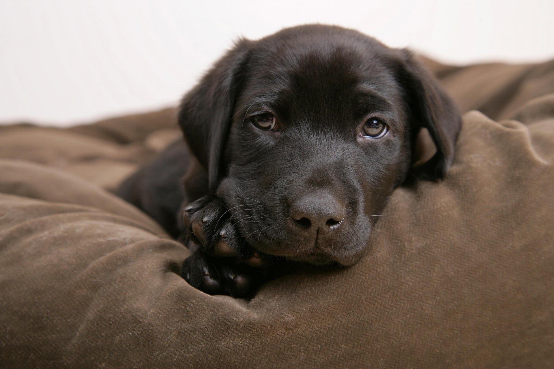 negro cachorro calma ojos perros cachorros mirada