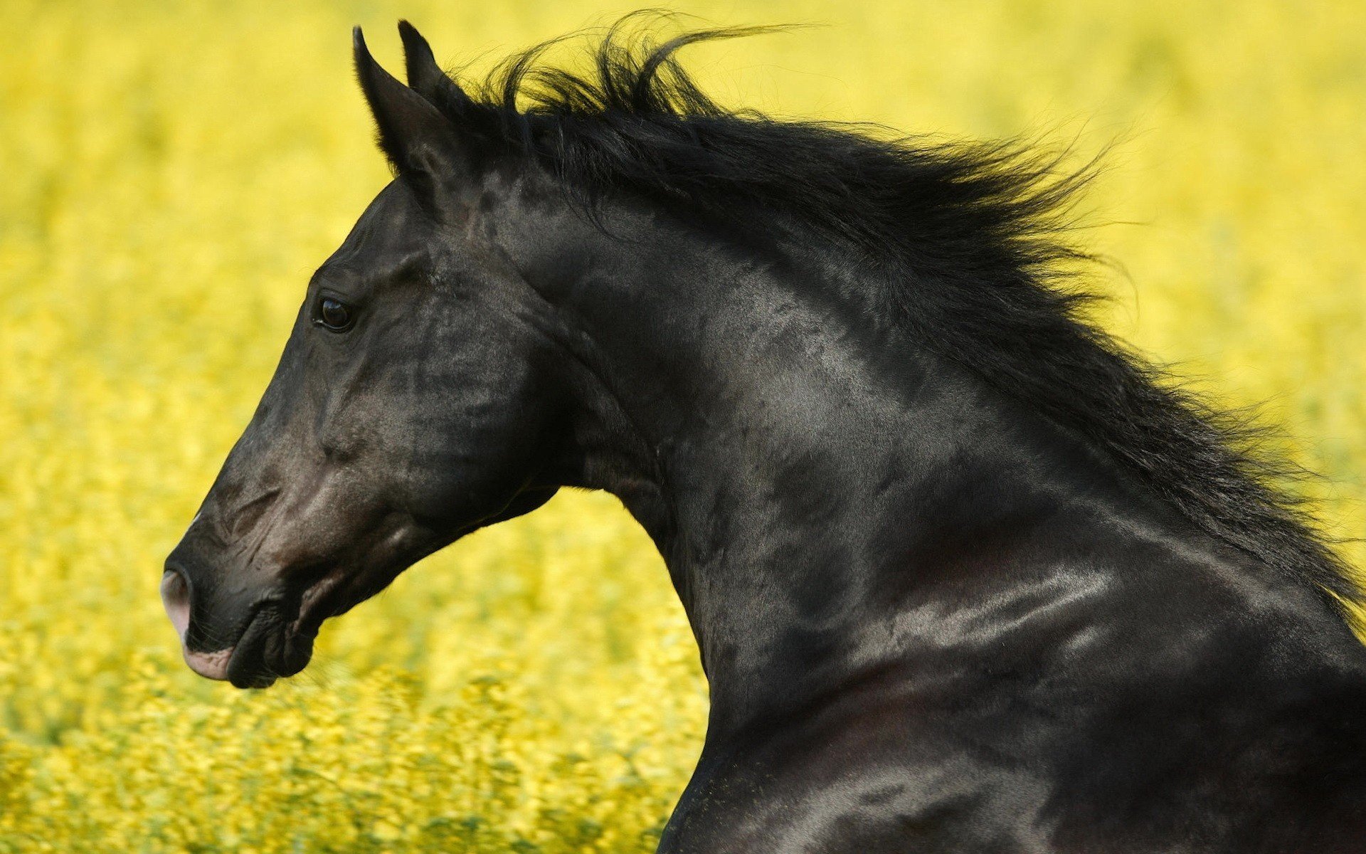 bello cavallo nero ungulato occhi