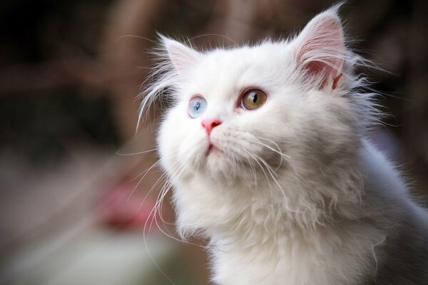 Fourrure blanche avec des yeux multicolores