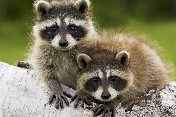 Dos mapaches peludos en un árbol