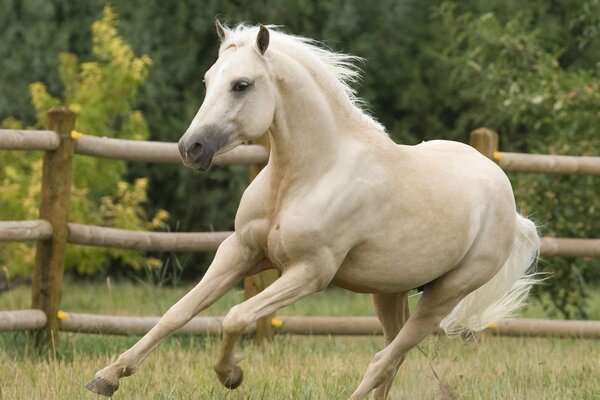 Caballo blanco a caballo