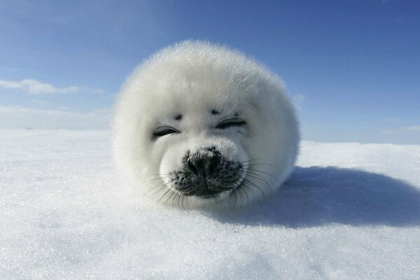 Oso blanco en la nieve