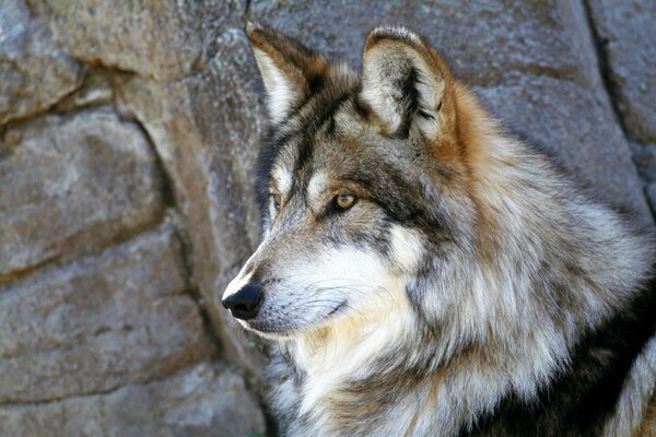 The gaze of a wolf on a rock