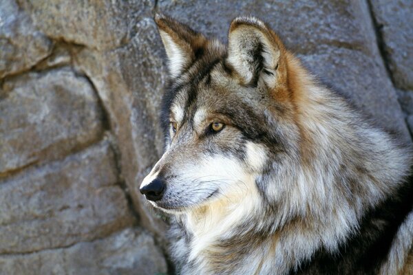 Vigilan a un lobo en una roca