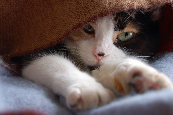 A spotted cat sleeps under a blanket