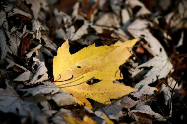 A yellow leaf living out its last days