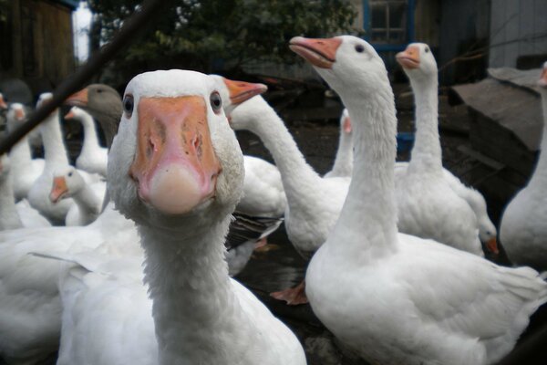 Geese are white creatures, orange beaks feathery look