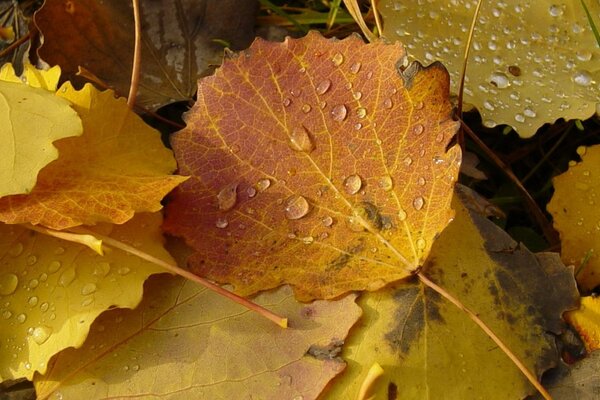 Lágrimas de otoño en hojas amarillas