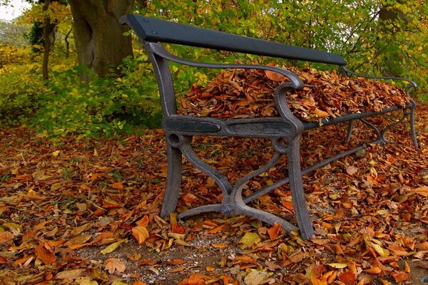 An iron bench strewn with autumn foliage
