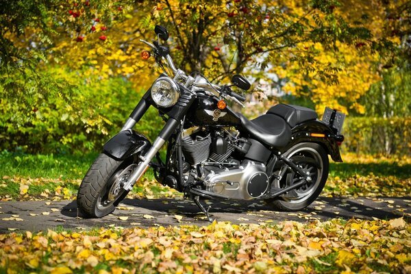 Harley davidson auf Herbstlaub Hintergrund