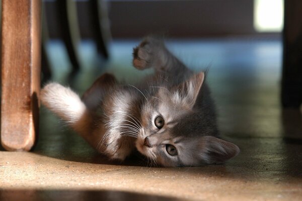 Fluffy kitten looks at the rays of the sun