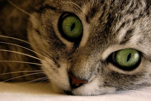 Sguardo di occhi di gatto verdi sul viso carino