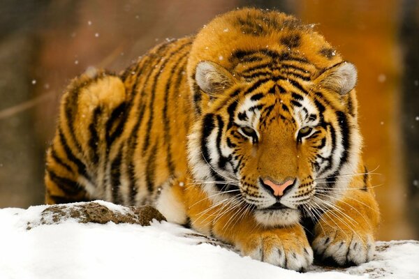 The tiger lay down on the snow. Snowflakes are falling. And