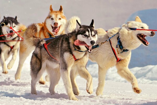 Harnais avec Huskies sur fond d hiver