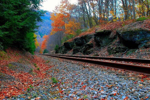 Ferrocarril a lo largo del bosque de otoño