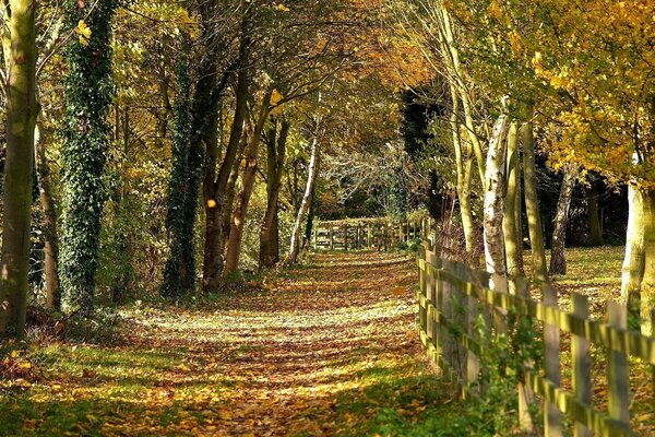 Holzzaun entlang des Herbstpfades