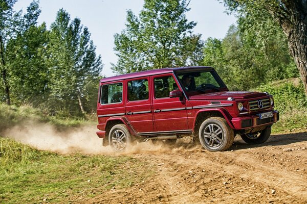 Burgundy gelik in a drift in nature