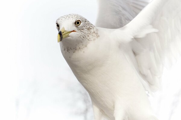 A white seagull hovers in the air