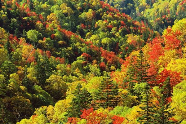 Blick auf den herbstlichen Wald von den Felsen. Die Schönheit des Herbstes