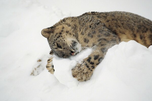 Il leopardo delle nevi Predator giace sulla neve Kis-Kis-Meow-Meow