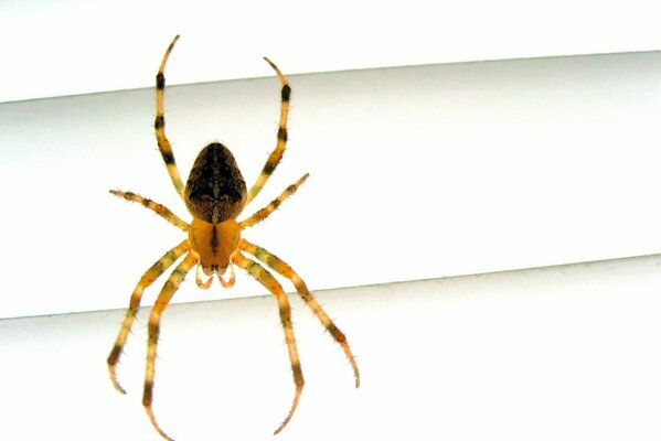 Spinne geht durchs Fenster