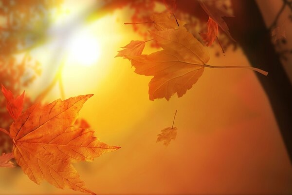 Парящие листья на фоне осеннего солнца