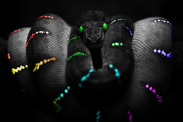 Green eyes of a multicolored snake