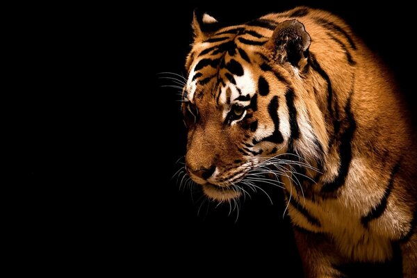 Tygrys z drapieżnym spojrzeniem na czarnym tle