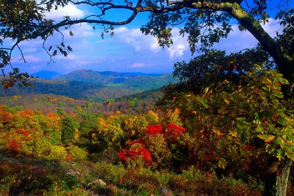 Autumn shrubs and trees on the background of hilly mountains