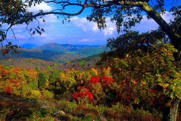 Осенние кустарники и деревья на фоне холмистый гор