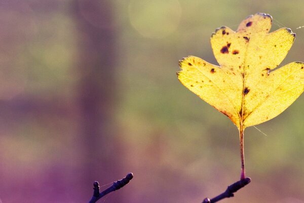 Autumn leaflet in sunny weather