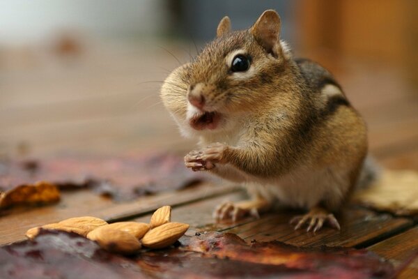 Sparsamer Chipmunk und Nüsse