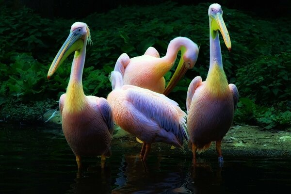 Pelícanos multicolores en el agua