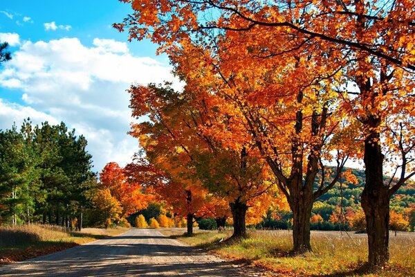 Route sur fond d arbres de couleur jaune et vert