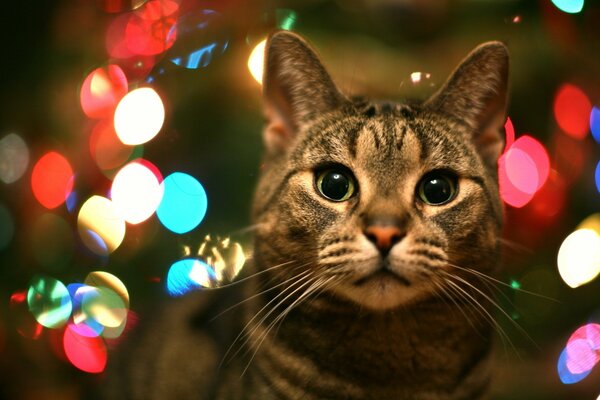 A cat with green surprised eyes on a background of multicolored lights