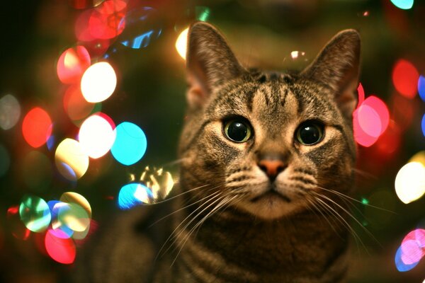 Кот с зелёными удивленными глазами на фоне разноцветных огней