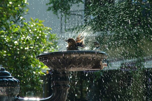 A bird bathes in a fountain and splashes drops of water