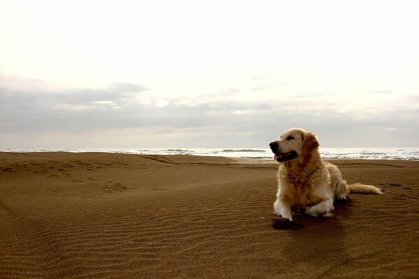 Golden Retriever am Strand