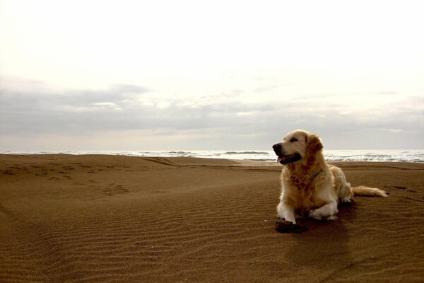Golden retriever on the beach