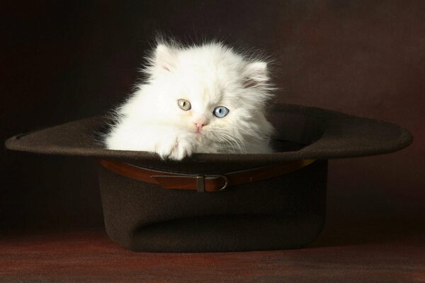 Gatito peludo blanco con ojos diferentes sentado en un sombrero negro