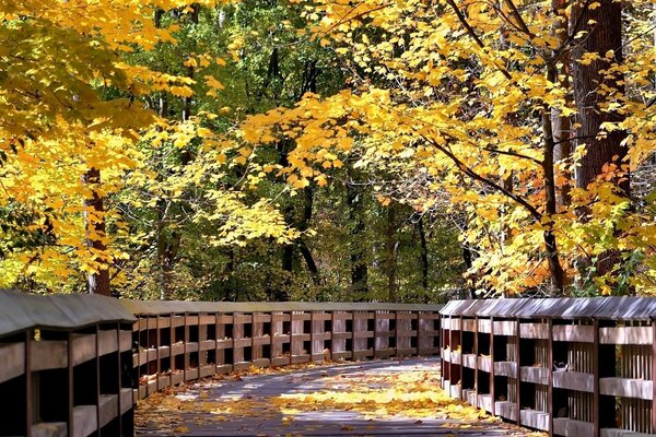 Wooden bridge in the forest among autumn trees