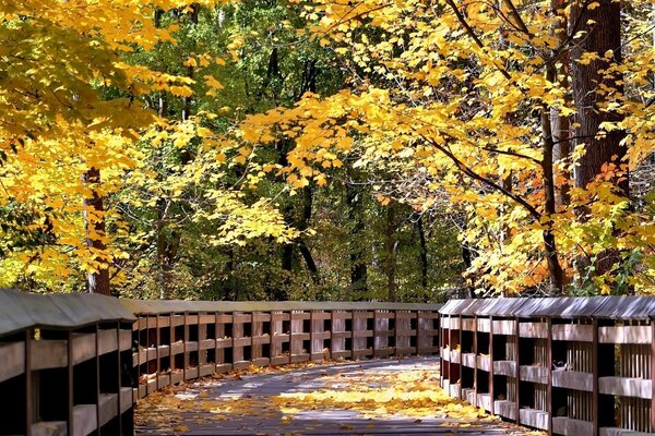 Деревянный мост в лесу среди осенних деревьев