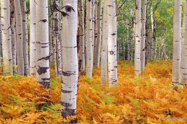 Abedul Grove estado de ánimo de otoño