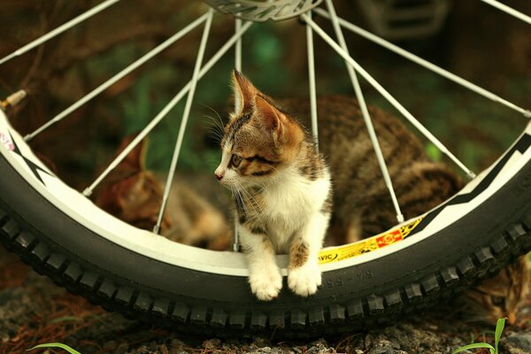A kitten on wheel spokes looks away