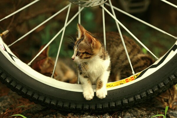 Chaton sur les rayons de roue regarde sur le côté