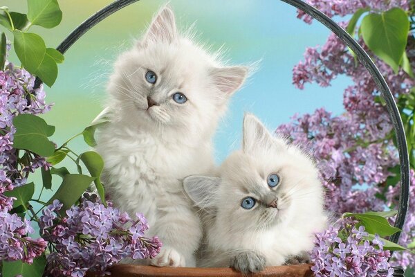 Deux chatons moelleux sur fond de fleurs